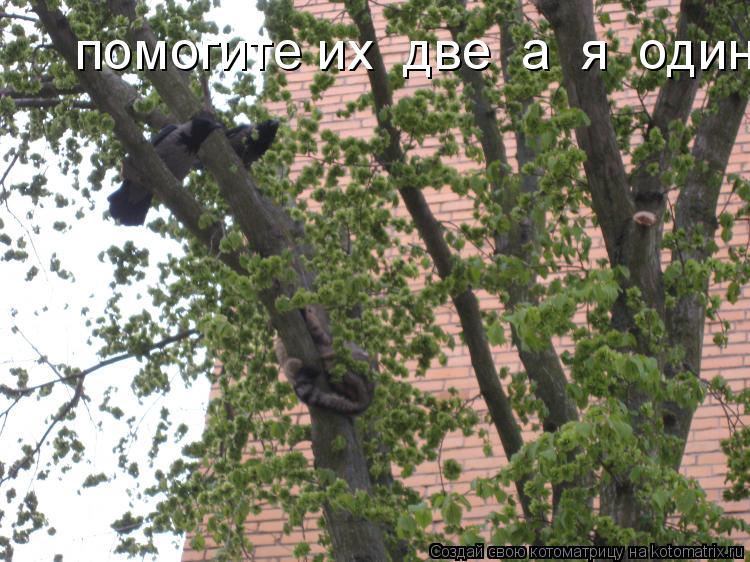 Котоматрица: помогите их  две  а  я  один