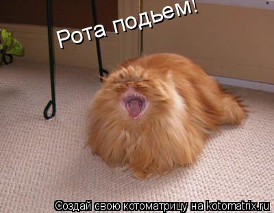 Котоматрица: Рота подьем!