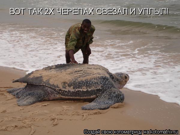 Котоматрица: ВОТ ТАК 2Х ЧЕРЕПАХ СВЕЗАЛ И УПЛЫЛ!