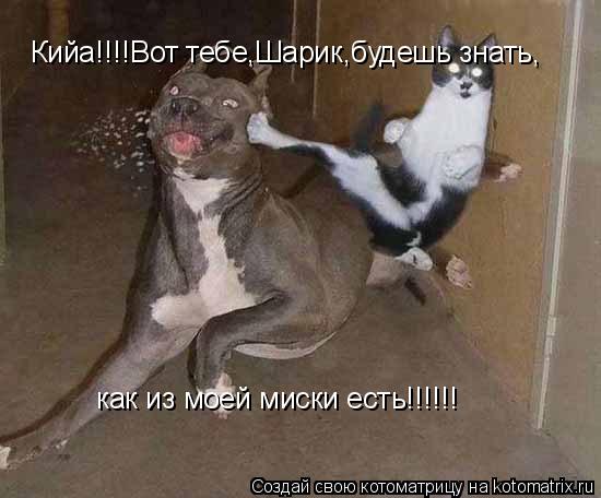 Кийа!!!!Вот тебе,Шарик,будешь знать, как из моей миски есть!!!!!!... Котоматрица: Кийа!!!!Вот тебе,Шарик,будешь знать, как из моей миски есть!!!!!!