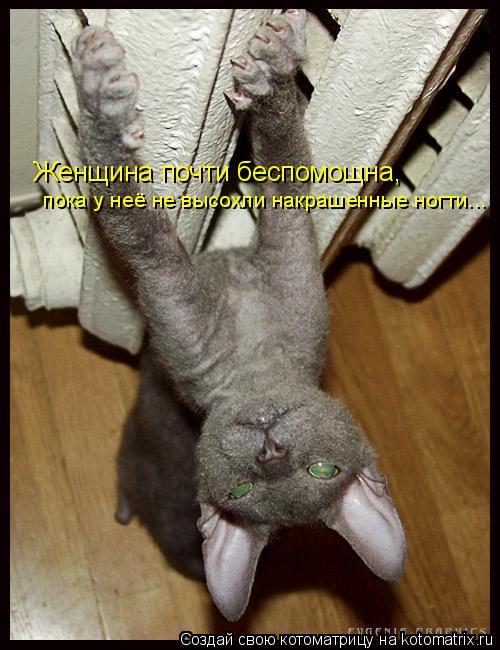 Котоматрица: Женщина почти беспомощна,  пока у неё не высохли накрашенные ногти...