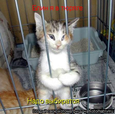 Котоматрица: Блин я в тюряге Надо выбиратся