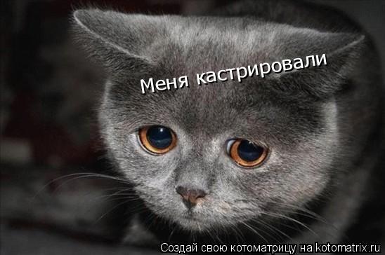 Меня кастрировали... Котоматрица: Меня кастрировали