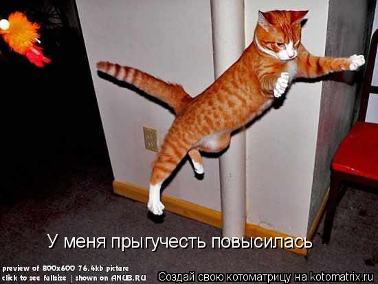 У меня прыгучесть повысилась... Котоматрица: У меня прыгучесть повысилась