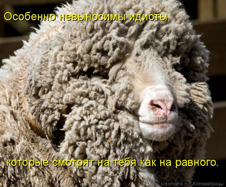 Котоматрица: Особенно невыносимы идиоты, которые смотрят на тебя как на равного.