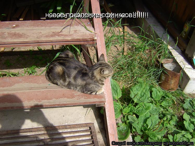 новое поколение сфинксов!!!!!! новое поколение сфинксов!!!!!!... Котоматрица: новое поколение сфинксов!!!!!! новое поколение сфинксов!!!!!!