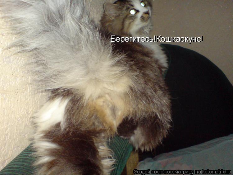 Котоматрица: Берегитесь!Кошкаскунс!