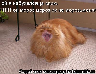 ой я набухался ща спою !!!!!!!!ой мороз мороз ик не морозьменя!!!!!!!!!!!... Котоматрица: ой я набухался ща спою !!!!!!!!ой мороз мороз ик не морозьменя!!!!!!!!!!!