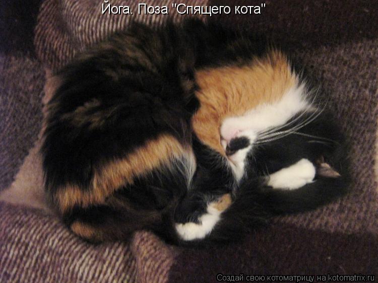 Котоматрица: Йога. Поза "Спящего кота"