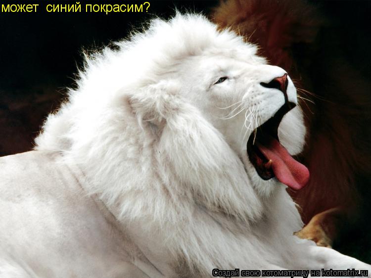 Котоматрица: может  синий покрасим?