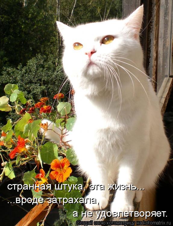 Котоматрица: странная штука, эта жизнь... ...вроде затрахала,  а не удовлетворяет.
