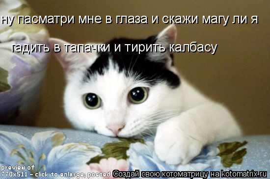 ну пасматри мне в глаза и скажи магу ли я гадить в тапачки и тирить калбасу... Котоматрица: ну пасматри мне в глаза и скажи магу ли я гадить в тапачки и тирить калбасу