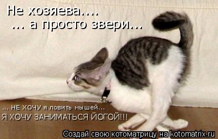 Не хозяева.... ... а просто звери... ... НЕ ХОЧУ я ловить мышей... Я ХОЧУ ЗАНИМАТЬСЯ ЙОГОЙ!!!... Котоматрица: Не хозяева.... ... а просто звери... ... НЕ ХОЧУ я ловить мышей... Я ХОЧУ ЗАНИМАТЬСЯ ЙОГОЙ!!!