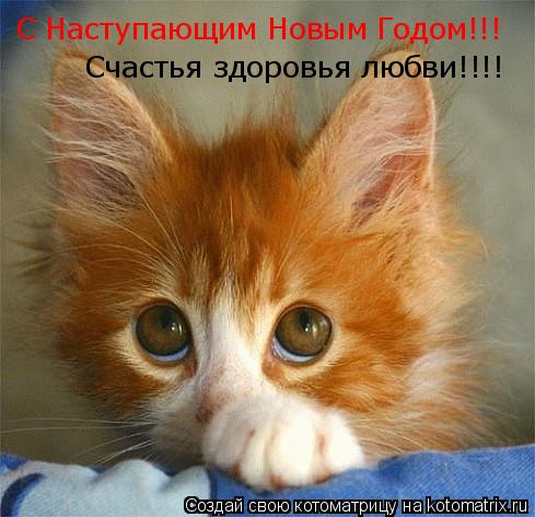 С Наступающим Новым Годом!!! Счастья здоровья любви!!!!... Котоматрица: С Наступающим Новым Годом!!! Счастья здоровья любви!!!!