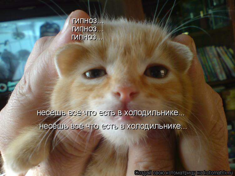 Котоматрица: гипноз... гипноз... гипноз... несёшь всё что есть в холодильнике... несёшь всё что есть в холодильнике...