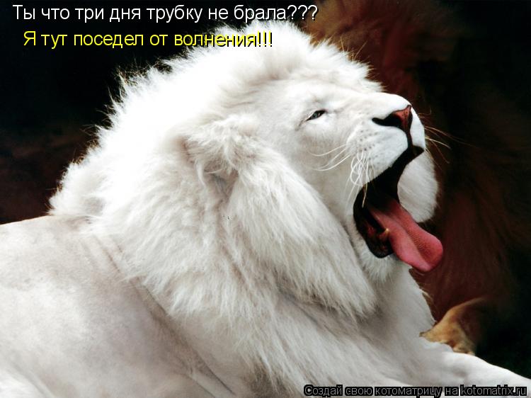 Котоматрица: Ты что три дня трубку не брала??? Я тут поседел от волнения!!!