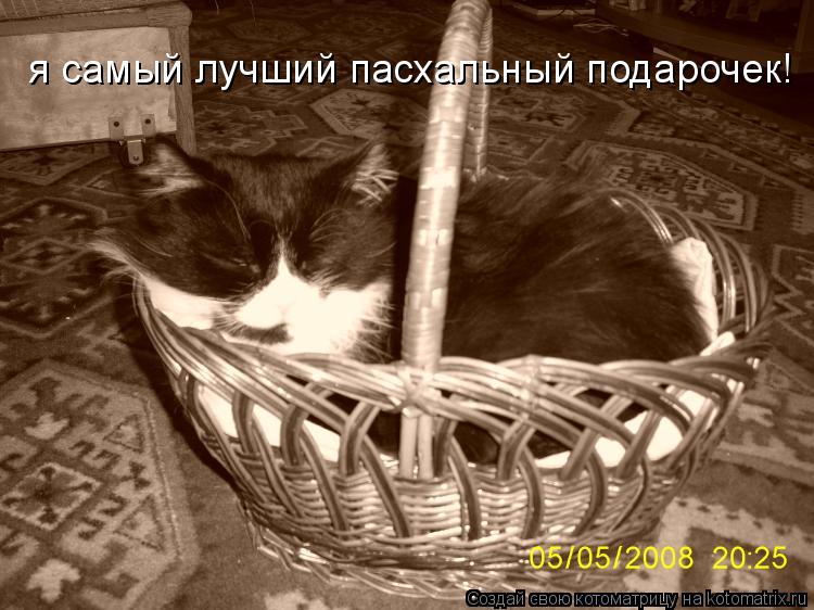 я самый лучший пасхальный подарочек!... Котоматрица: я самый лучший пасхальный подарочек!