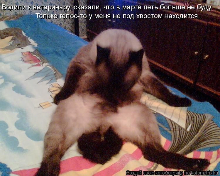 Котоматрица: Водили к ветеринару, сказали, что в марте петь больше не буду. Только голос-то у меня не под хвостом находится...