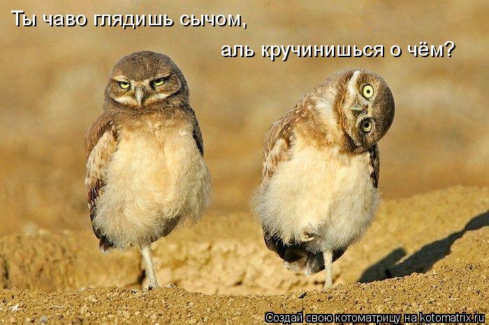 Ты чаво глядишь сычом, аль кручинишься о чём?... Котоматрица: Ты чаво глядишь сычом, аль кручинишься о чём?