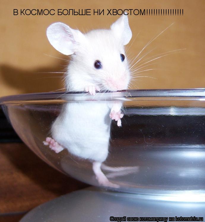 Котоматрица: В КОСМОС БОЛЬШЕ НИ ХВОСТОМ!!!!!!!!!!!!!!!!