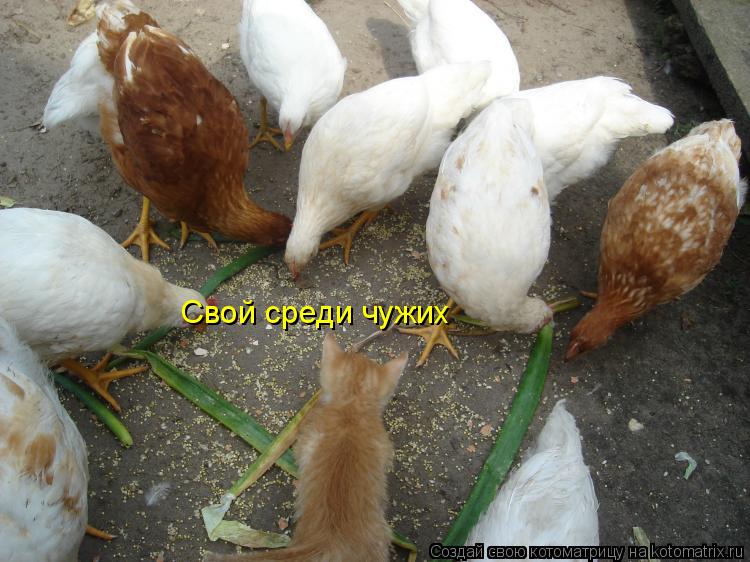 Котоматрица: Свой среди чужих
