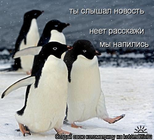 ты слышал новость неет расскажи мы напились... Котоматрица: ты слышал новость неет расскажи мы напились
