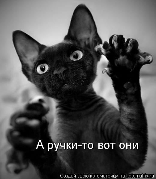 Котоматрица: А ручки-то вот они
