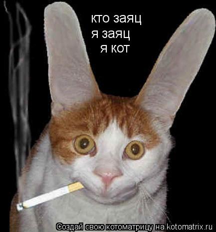 кто заяц я заяц я кот... Котоматрица: кто заяц я заяц я кот
