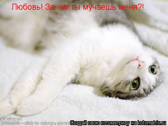 Любовь! Зачем ты мучаешь меня?!.... Котоматрица: Любовь! Зачем ты мучаешь меня?!.