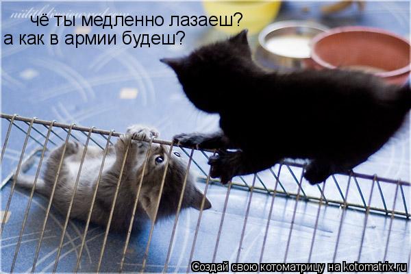 Котоматрица: чё ты медленно лазаеш? а как в армии будеш?