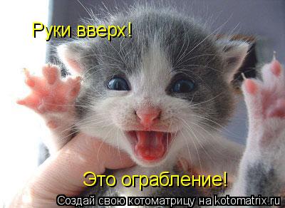 Котоматрица: Руки вверх! Это ограбление!