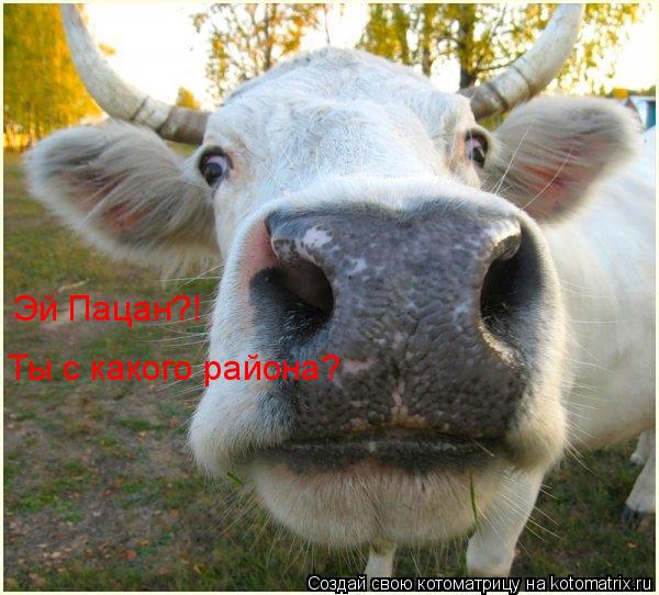 Котоматрица: Эй Пацан?! Ты с какого района?