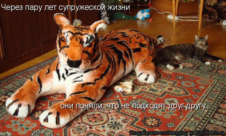 Через пару лет супружеской жизни они поняли, что не подходят друг другу...... Котоматрица: Через пару лет супружеской жизни они поняли, что не подходят друг другу...