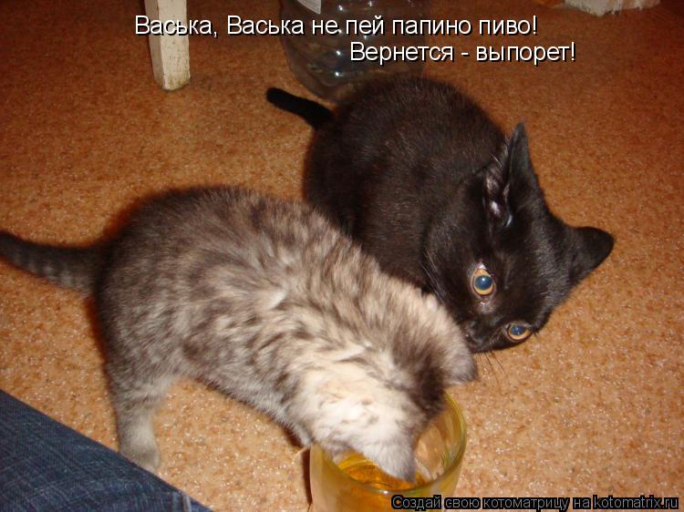 Васька, Васька не пей папино пиво! Вернется - выпорет!... Котоматрица: Васька, Васька не пей папино пиво! Вернется - выпорет!