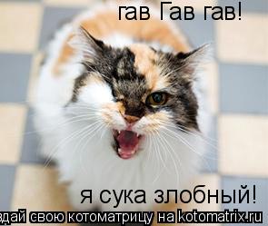 Котоматрица: гав Гав гав!  я сука злобный!