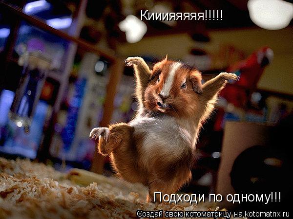 Котоматрица: Кииияяяяя!!!!! Подходи по одному!!!