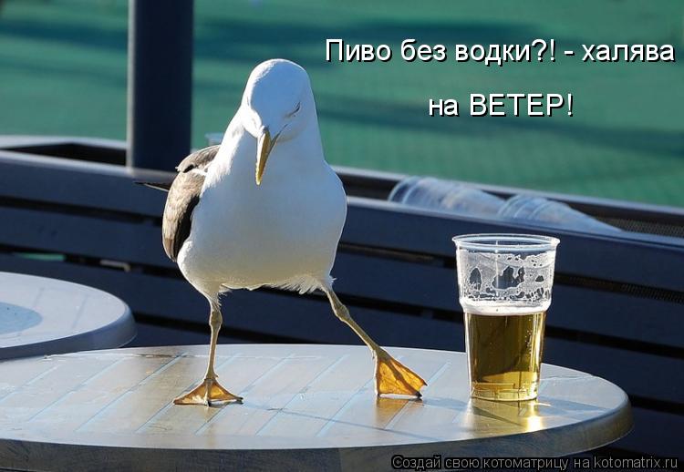 Котоматрица: Пиво без водки?! - халява на ВЕТЕР!