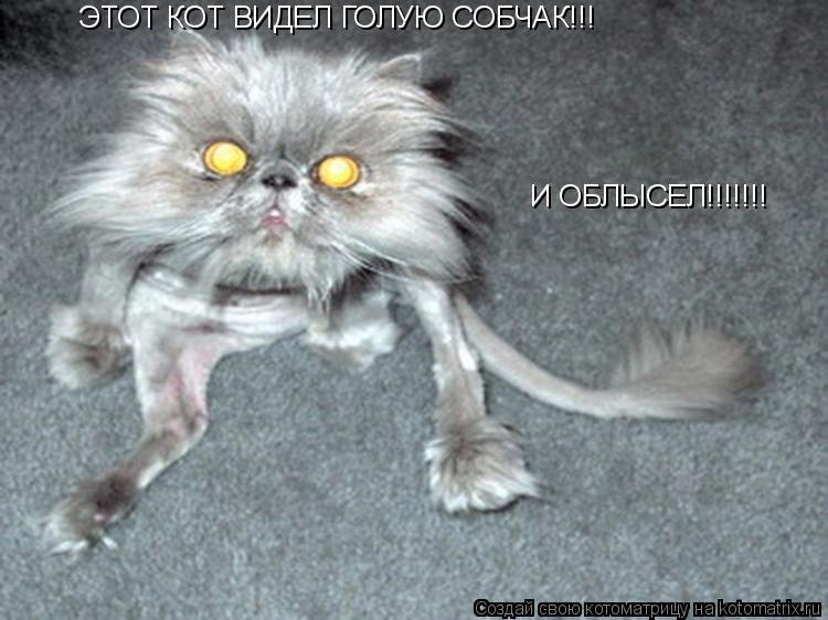 Котоматрица: ЭТОТ КОТ ВИДЕЛ ГОЛУЮ СОБЧАК!!! И ОБЛЫСЕЛ!!!!!!!