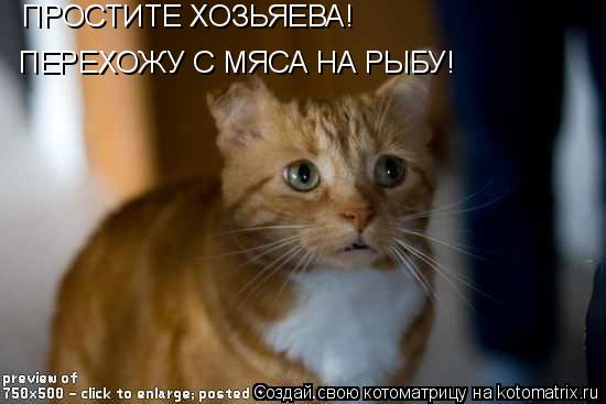 ПРОСТИТЕ ХОЗЬЯЕВА! ПЕРЕХОЖУ С МЯСА НА РЫБУ!... Котоматрица: ПРОСТИТЕ ХОЗЬЯЕВА! ПЕРЕХОЖУ С МЯСА НА РЫБУ!
