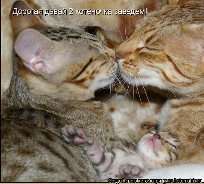 Котоматрица: Дорогая давай 2 котёночка заведём!