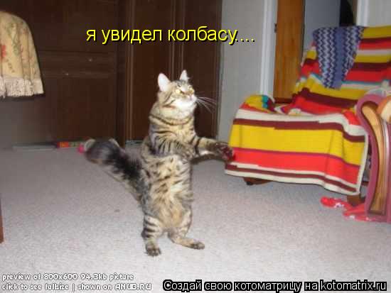 я увидел колбасу....... Котоматрица: я увидел колбасу....