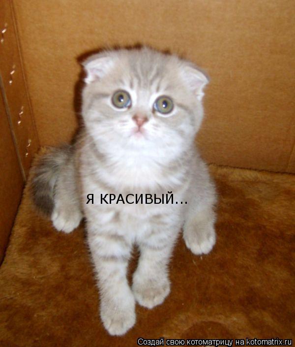 Котоматрица: Я КРАСИВЫЙ...