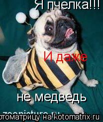 Я пчелка!!! И даже не медведь... Котоматрица: Я пчелка!!! И даже не медведь