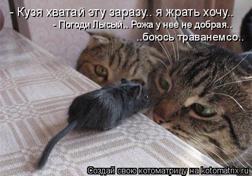 - Кузя хватай эту заразу.. я жрать хочу.. - Погоди Лысый.. Рожа у нее не добрая.. ..боюсь траванемсо.... Котоматрица: - Кузя хватай эту заразу.. я жрать хочу.. - Погоди Лысый.. Рожа у нее не добрая.. ..боюсь траванемсо..