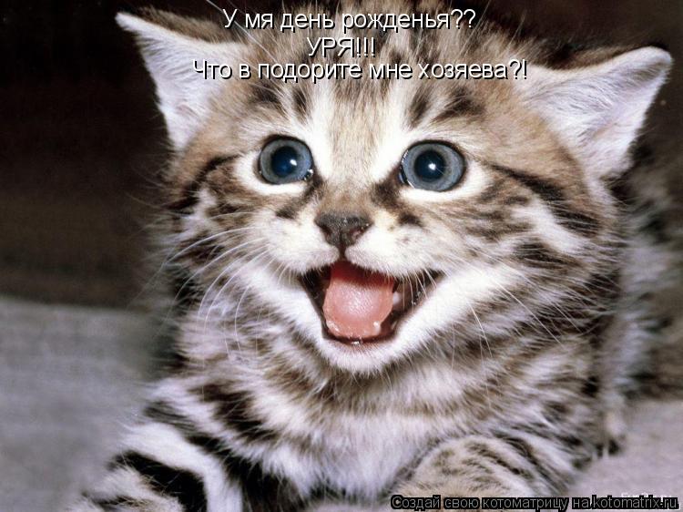 У мя день рожденья?? УРЯ!!! Что в подорите мне хозяева?!... Котоматрица: У мя день рожденья?? УРЯ!!! Что в подорите мне хозяева?!