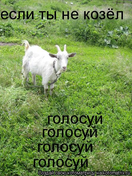 Котоматрица: если ты не козёл голосуй голосуй голосуй голосуй