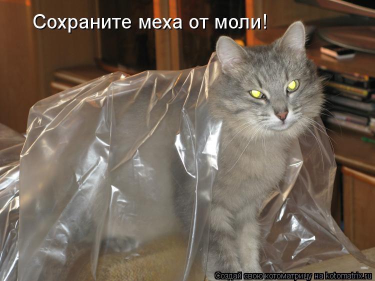 Сохраните меха от моли!... Котоматрица: Сохраните меха от моли!