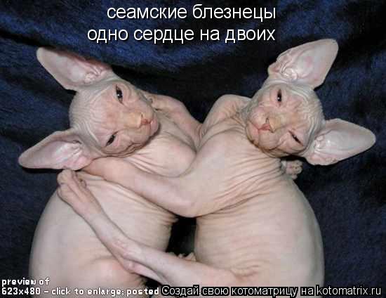 сеамские блезнецы одно сердце на двоих... Котоматрица: сеамские блезнецы одно сердце на двоих