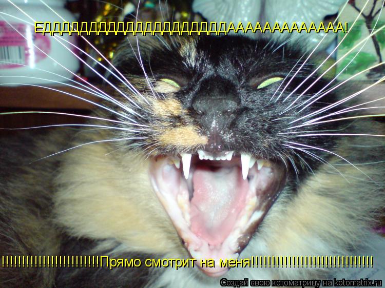Котоматрица: ЕДДДДДДДДДДДДДДДДДДДДААААААААААААА! !!!!!!!!!!!!!!!!!!!!!!!!Прямо смотрит на меня!!!!!!!!!!!!!!!!!!!!!!!!!!!!!!