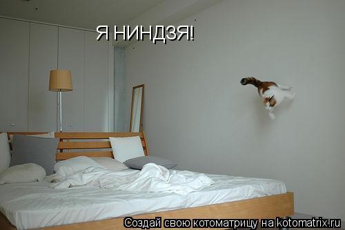 Котоматрица: Я НИНДЗЯ!